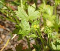 Image of Ranunculus parviflorus