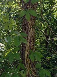 Robinia pseudoacacia image