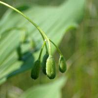 Polygonatum biflorum image