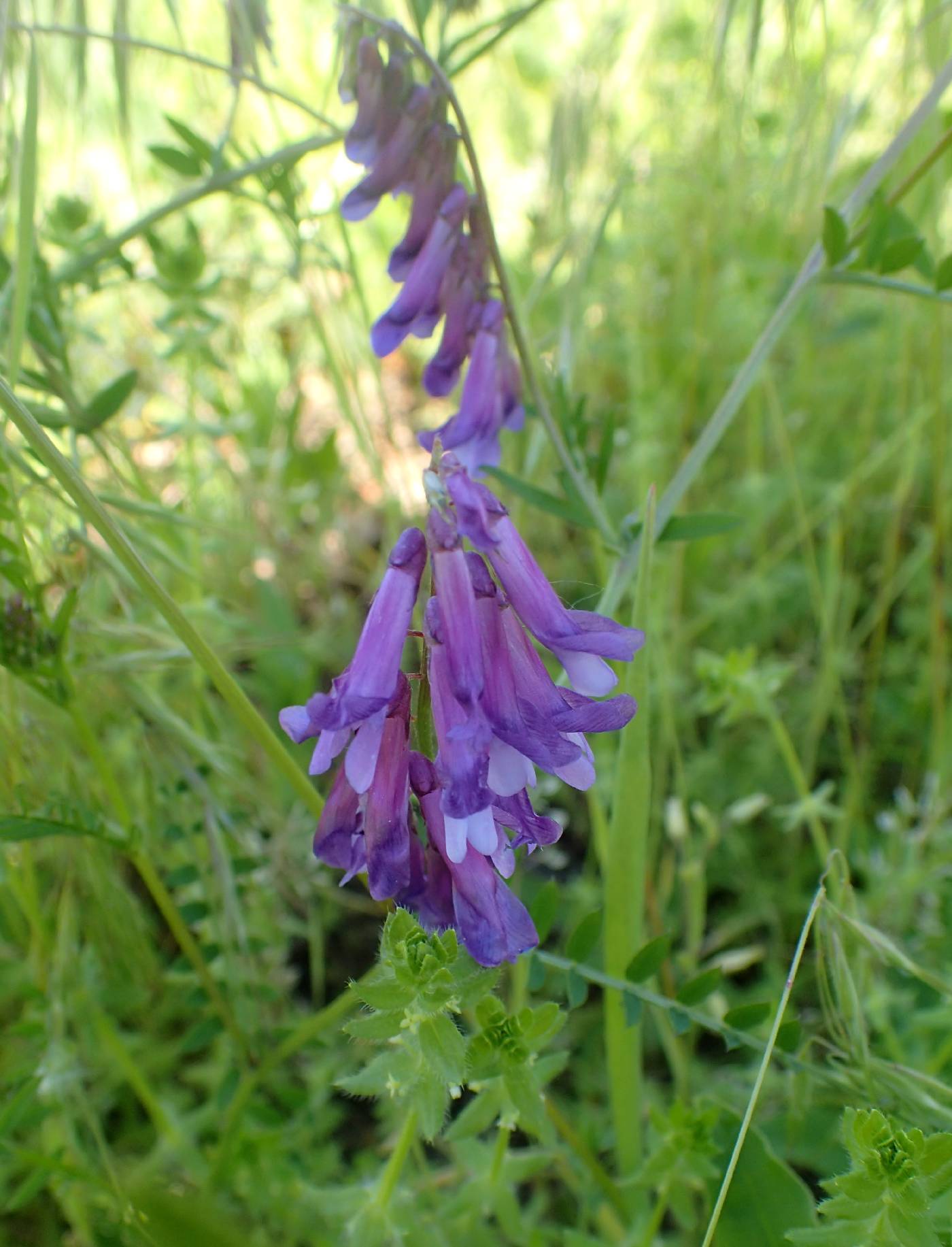 Vicia villosa subsp. villosa image