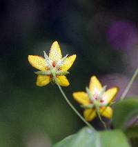 Lysimachia quadrifolia image