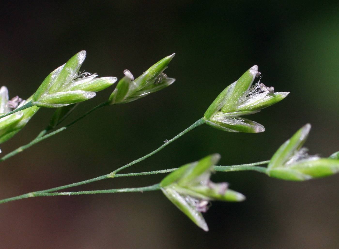 Poa sylvestris image