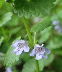 Glechoma hederacea image