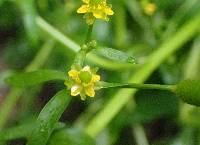 Ranunculus sceleratus var. sceleratus image