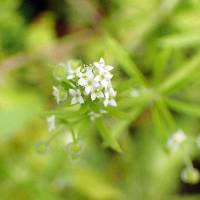 Galium aparine image