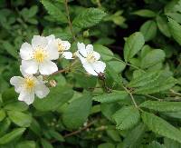 Rosa multiflora image