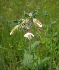 Silene latifolia image