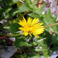 Taraxacum officinale image