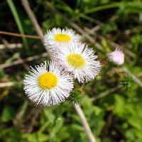 Erigeron philadelphicus var. philadelphicus image