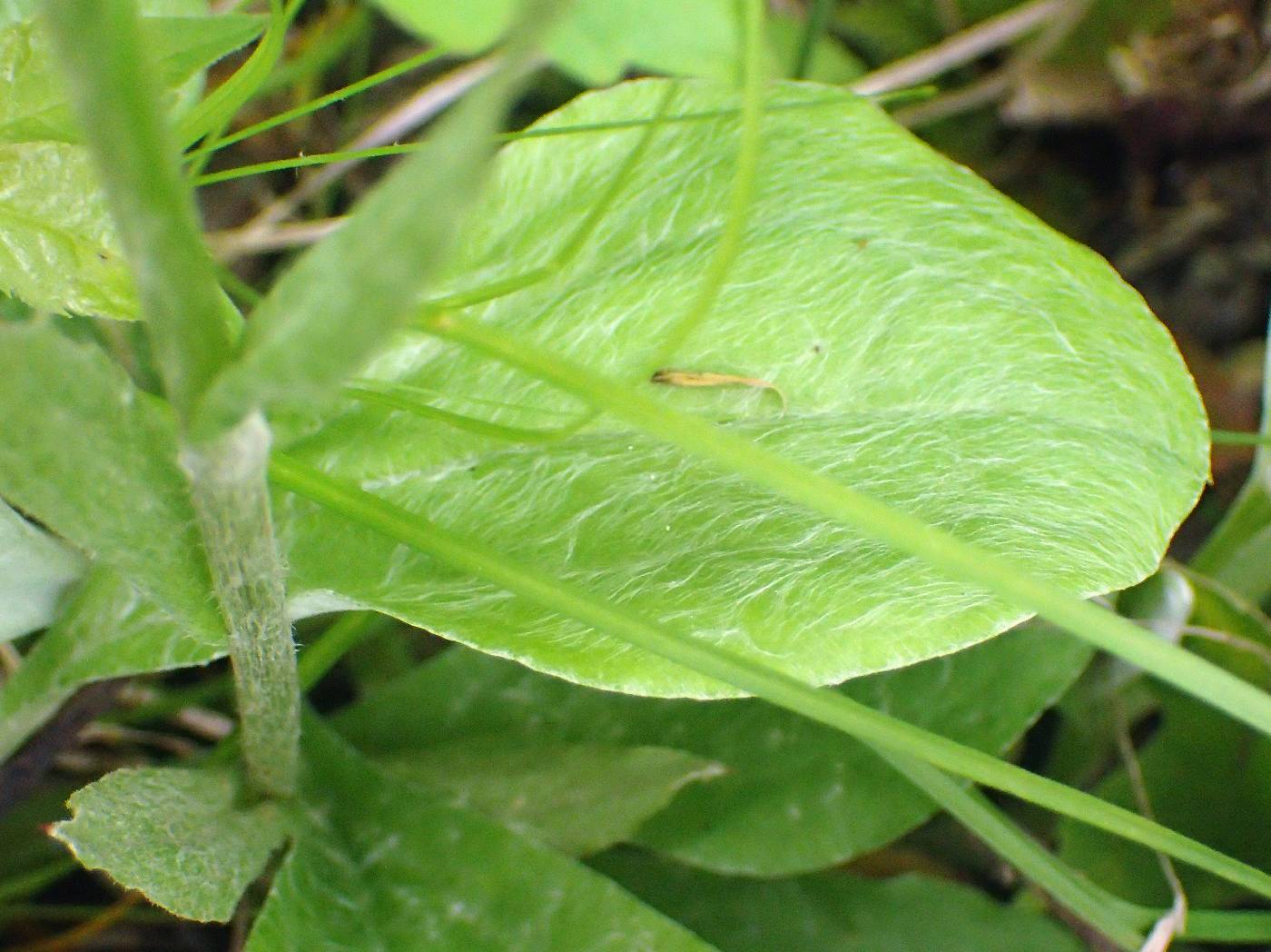 Antennaria parlinii subsp. parlinii image