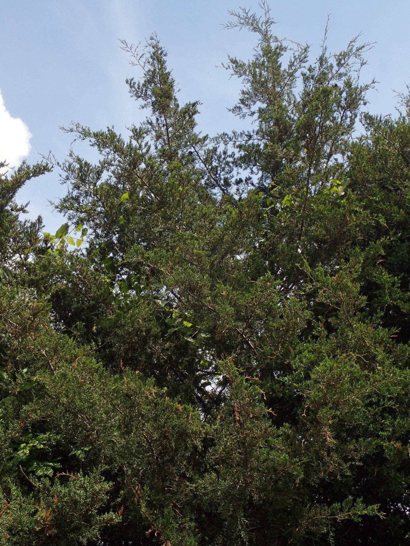 Juniperus virginiana var. virginiana image