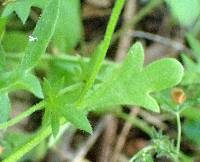 Phacelia purshii image