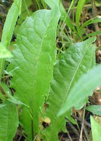 Taraxacum officinale image