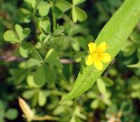 Oxalis dillenii image