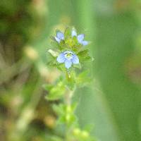 Veronica arvensis image