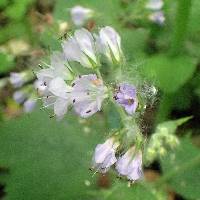 Hydrophyllum appendiculatum image