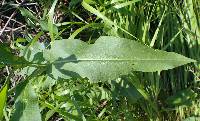 Rumex altissimus image