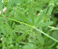 Galium aparine image