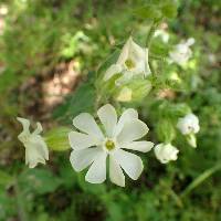 Silene latifolia image