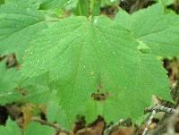 Viburnum acerifolium image