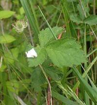 Image of Rubus deamii
