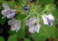 Hydrophyllum appendiculatum image