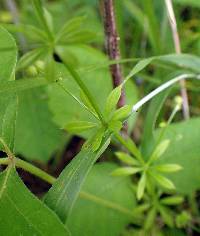 Galium aparine image