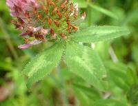 Trifolium pratense image