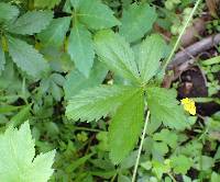 Potentilla simplex image