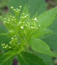 Cryptotaenia canadensis image