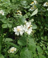 Rosa multiflora image