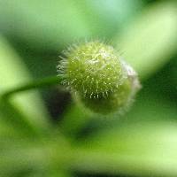 Galium aparine image