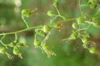 Heuchera americana var. hirsuticaulis image