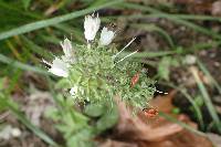 Hydrophyllum virginianum image