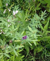 Medicago sativa subsp. sativa image