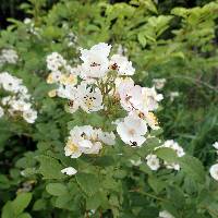 Rosa multiflora image