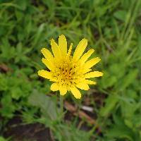 Image of Tragopogon pratensis