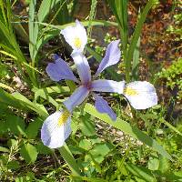 Iris virginica image