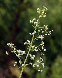 Image of Galium album