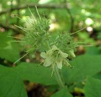 Hydrophyllum macrophyllum image