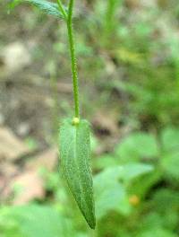 Erigeron philadelphicus image