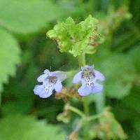 Glechoma hederacea image