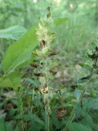 Pedicularis canadensis image