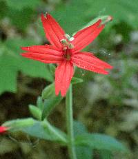 Silene virginica image