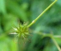 Geum vernum image