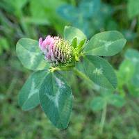 Trifolium pratense image