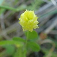 Trifolium campestre image