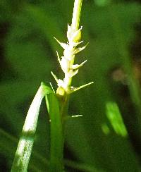 Carex grisea image