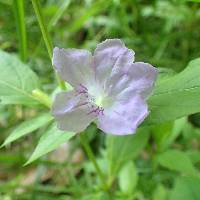 Ruellia strepens image