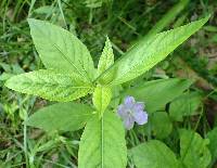 Ruellia strepens image